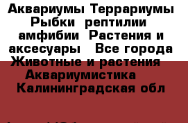 Аквариумы.Террариумы.Рыбки, рептилии, амфибии. Растения и аксесуары - Все города Животные и растения » Аквариумистика   . Калининградская обл.